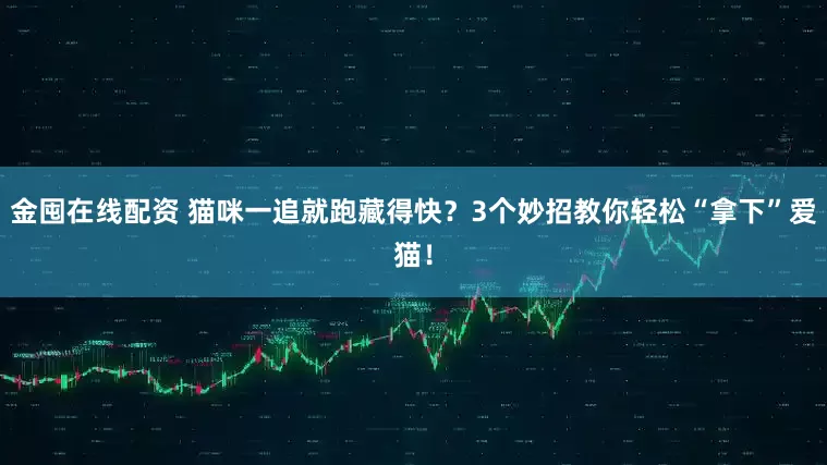 金囤在线配资 猫咪一追就跑藏得快？3个妙招教你轻松“拿下”爱猫！