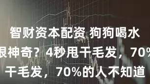 智财资本配资 狗狗喝水舌头后卷很神奇?4秒甩干毛发,70%的人不知道